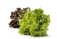Artikelbild: Salat Eichblatt rot/grün samenfest