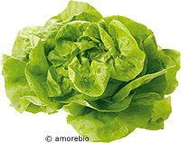 Artikelbild: Salat Kopfsalat rot / grün samenfest