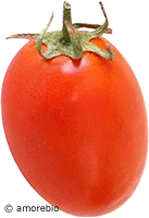 Artikelbild: Tomaten Roma 