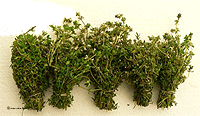Thymian Bund ca. 40g