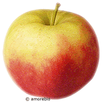 Apfel Gerlinde
