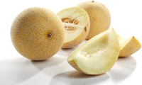 Honigmelone Galia