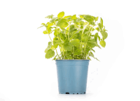 Artikelbild: Minze im Topf 13 cm - 8 Töpfe