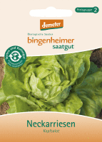 Kopfsalat Neckarriesen
