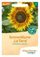 Artikelbild: Sonnenblume La Torre