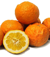 Artikelbild: Bitterorangen